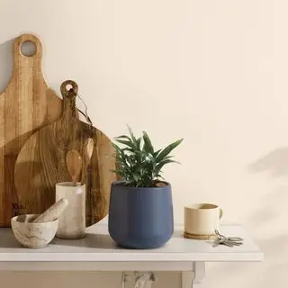 fougère étoile bleue easyplant.com
