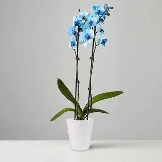 Orchidée bleue Plants.com