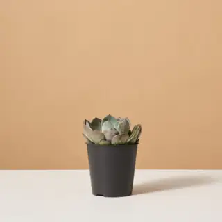 Meilleures plantes d’intérieur bleues – pour créer un environnement intérieur calme