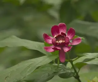 붉은 꽃과 녹색 잎으로 피어나는 칼리칸투스