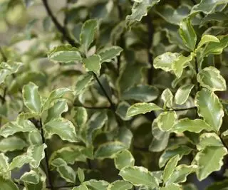 녹색과 흰색 잎이 있는 Pittosporum tenuifolium