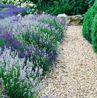 Lavendel säumt den Weg im Garten