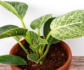 Philodendron 'Birkin