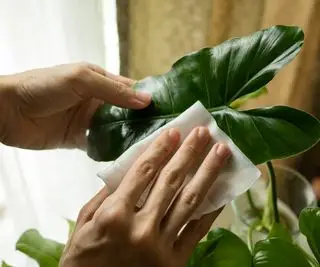 Nettoyer la feuille de Philodendron avec du papier de soie