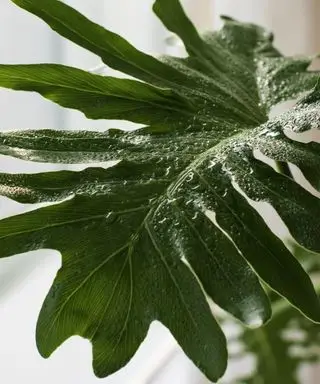 Feuille de philodendron selloum mouillée avec de l'eau pulvérisée