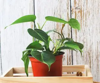 Comment prendre soin d’un philodendron – et garder cette plante d’intérieur populaire en bonne santé