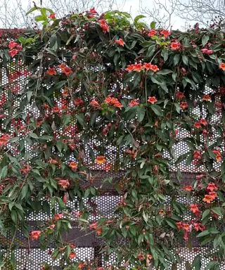 vinič rastúci na plote