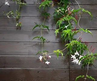 Hviezdicový jazmín Trachelospermum jasminoides rastúci na plote