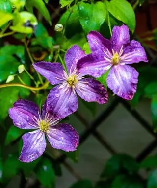 fialový Clematis