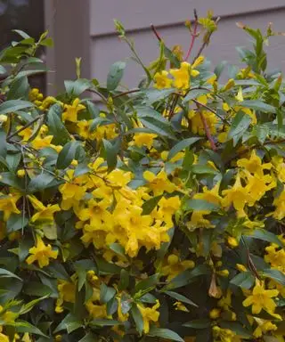 carolina jessamine rastúca na plote