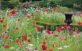 Cottage baggård ideer - vilde blomster eng