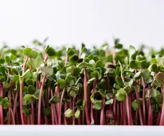 Un plateau de microgreens de radis en pleine croissance