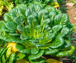 Gros plan d'une plante tatsoi en pleine croissance