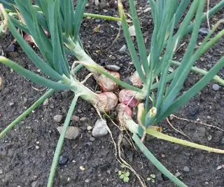 Comment et quand récolter les échalotes – prenez soin de soulever la précieuse récolte