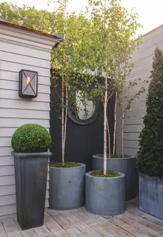 Jardinières grises avec arbres et topiaires
