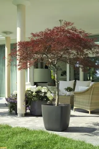 Jardinière avec arbre sur terrasse