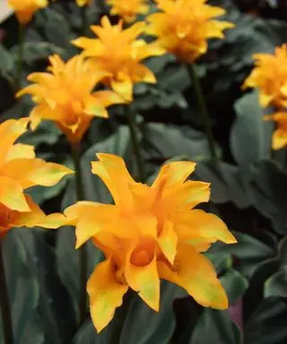 Planta de chama eterna