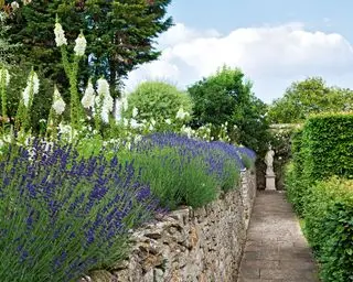 Gartenweg mit Lavendel gesäumt