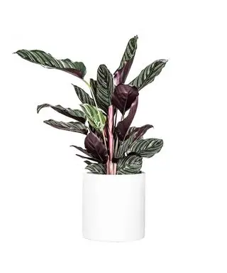 Lite lys planter Calathea Pinstripe