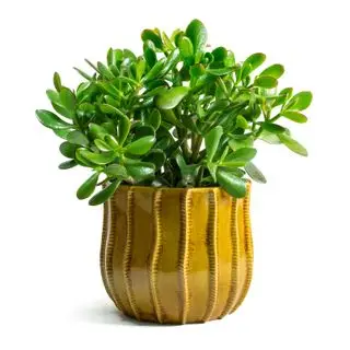 crassula ovata, pengeplante eller jadeplante i okerkrukke