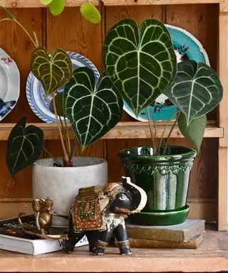 Anthurium Clarinervium feng shui plante