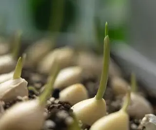 Gousses d'ail germées dans un récipient