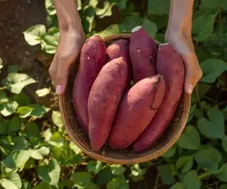 Ako pestovať sladké zemiaky v nádobe – 7 najlepších tipov pre skvelú úrodu v kvetináčoch alebo vreciach