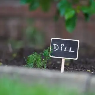 Aneth dans le potager. Pelouse au premier plan. Mur de briques en arrière-plan