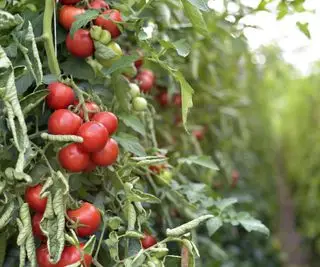 Tomates poussant sur un plant de tomate indéterminé dans une serre