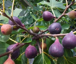 figues dinde brune mûrissant sur les branches en été