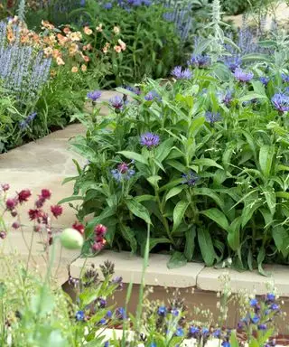 La zone de rusticité américaine 8 expliquée aux jardiniers