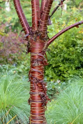 Złuszczająca się kora drzew Prunus serrula