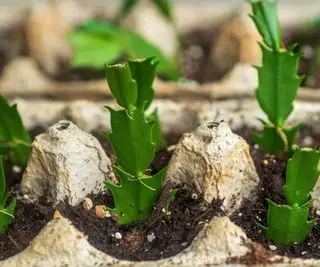 rozmnażanie łodyg w pudełku z jajami