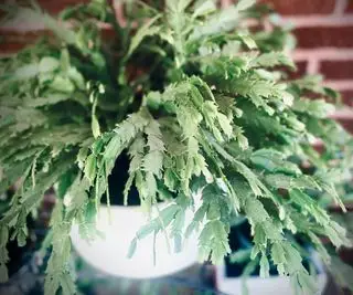 Jak rozmnażać kaktusa na Święto Dziękczynienia – porady ekspertów dotyczące większej liczby sezonowych sukulentów