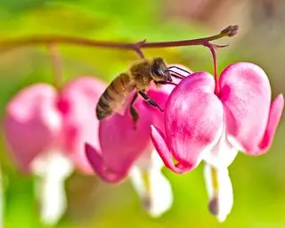 Når du skal kutte ned blødende hjerter – forbered skyggeelskende dicentra for vinteren