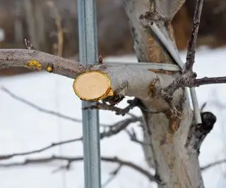 Et friskt beskjæringskutt på et frukttre