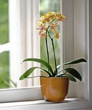 Un'orchidea conservata in vaso gialla che si siede su un davanzale