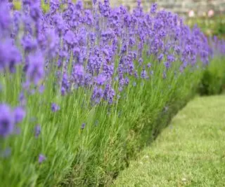 Lavendula angustifolia
