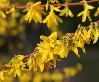 haie de forsythia