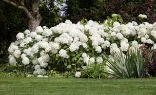 Hortensia arborescens