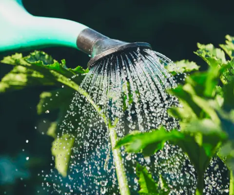 Humidimètre numérique 4 en 1 pour le sol, température des plantes, humidité du sol, pH, intensité de la lumière du soleil, humidité de l'environnement, écran LCD rétroéclairé, testeur de sol pour le jardinage, l'agriculture et les plantes d'extérieur. Survolez l'image pour zoomer. Humidimètre numérique 4 en 1 pour le jardinage, l'agriculture et les plantes d'extérieur. Numérique