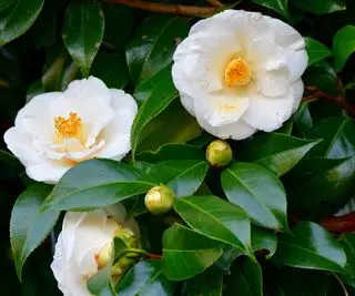 Camellia japonica à fleurs blanches