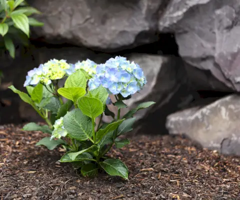 Comment rendre le sol plus acide – 9 façons simples d'ajuster le pH de votre sol