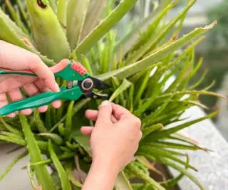 알로에 베라 가지치기