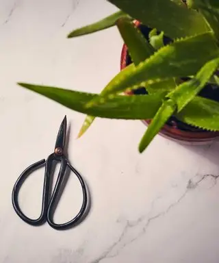 싹과 알로에 식물