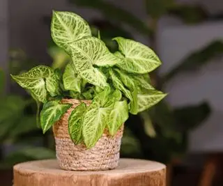 pianta a punta di freccia in cestino all'interno