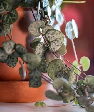 primo piano delle foglie di fili di cuori