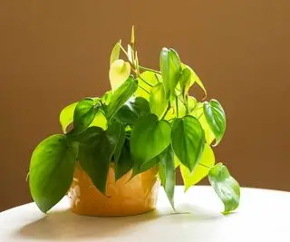 filodendro a foglia di cuore in vaso contro il muro marrone