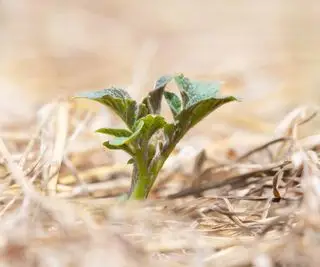 짚 뿌리 덮개를 통해 쏘는 감자 식물 콩나물