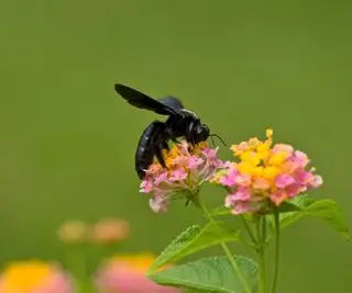 snekker bie på blomst